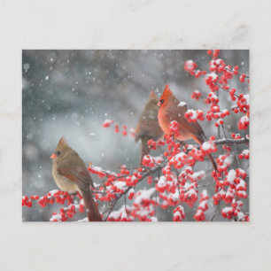 Nördliche Kardinäle   Marion, Illinois Postkarte