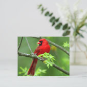 Nördliche Kardinäle Postkarte (Stehend Vorderseite)