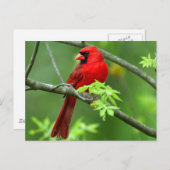 Nördliche Kardinäle Postkarte (Vorne/Hinten)