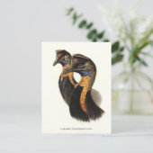 Nördliche Kassowarzen, Vintage Vögel Postkarte (Stehend Vorderseite)