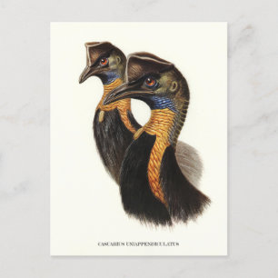Nördliche Kasuare, Vintage Vögel Postkarte
