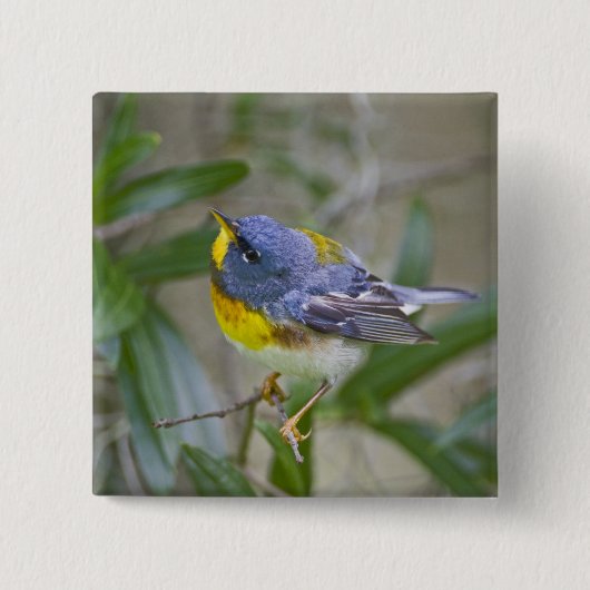 Nördliche Parula (Parula americana) Button (Vorderseite)
