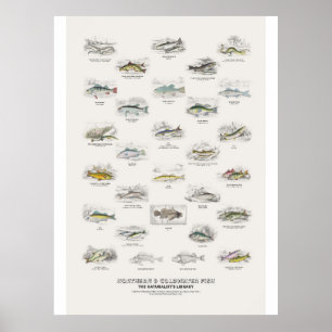 Nördliche und Kaltwasserfische - Naturalist's Libr Poster