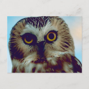 Nördliche Wüstenuhu Postkarte