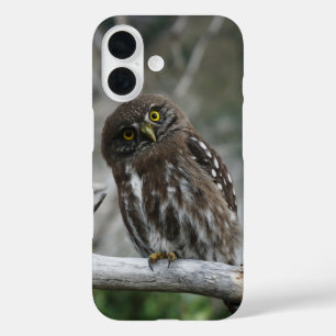 Nördliche Zwergkauz iPhone 16 Hülle