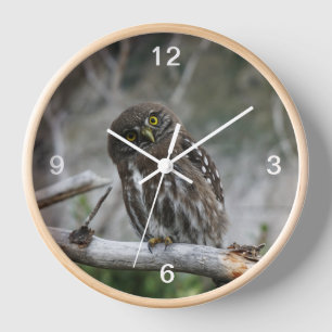 Nördliche Zwergkauz Uhr