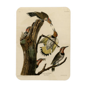 Nördlicher Buntspecht aus Audubons Birds of Americ Magnet