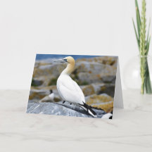 Nördlicher Gannet