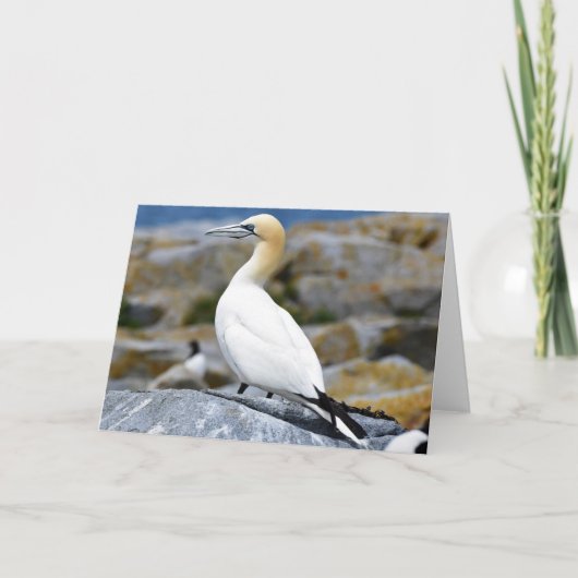 Nördlicher Gannet Karte (Vorderseite)