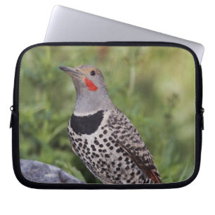 Nördlicher Goldspecht, Colaptes auratus, Rotschäft Laptopschutzhülle