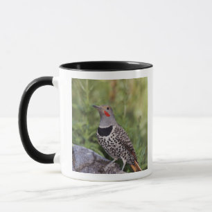 Nördlicher Goldspecht, Colaptes auratus, Rotschäft Tasse