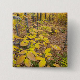 Nördlicher Hartholz-Wald in New Hampshire USA Button