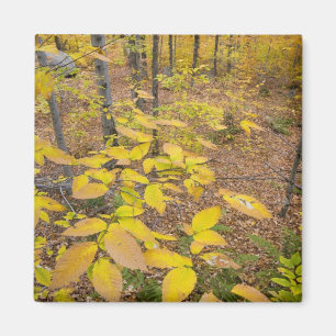 Nördlicher Hartholzwald in New Hampshire USA Magnet