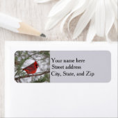 Nördlicher Kardinal (Insitu)