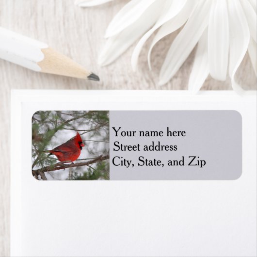 Nördlicher Kardinal (Insitu)