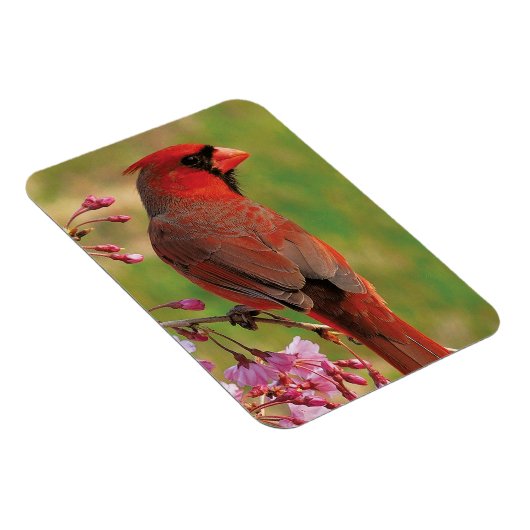 Nördlicher Kardinal 2 Magnet (Rechte Seite)