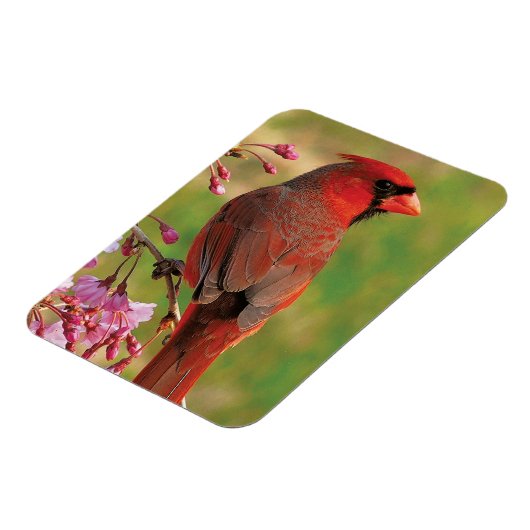 Nördlicher Kardinal 2 Magnet (Linke Seite)