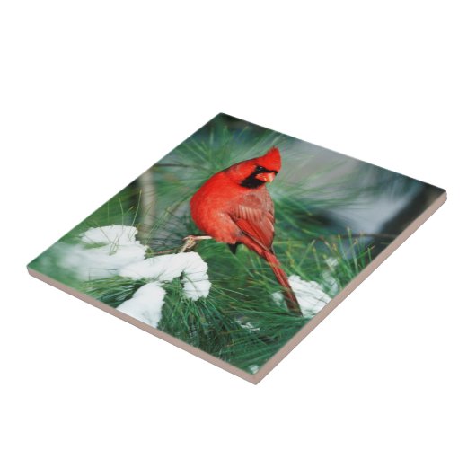 Nördlicher Kardinal auf Baum, IL Fliese (Seite)