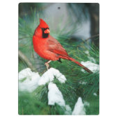 Nördlicher Kardinal auf Baum, IL Klemmbrett (Rückseite)