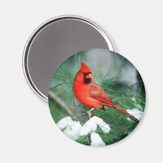 Nördlicher Kardinal auf Baum, IL Magnet (Vorderseite/Rückseite)