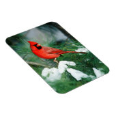 Nördlicher Kardinal auf Baum, IL Magnet (Rechte Seite)