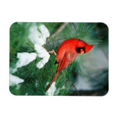 Nördlicher Kardinal auf Baum, IL Magnet (Horizontal)