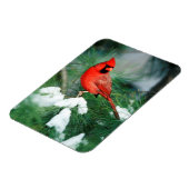 Nördlicher Kardinal auf Baum, IL Magnet (Linke Seite)