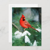 Nördlicher Kardinal auf Baum, IL Postkarte (Vorne/Hinten)
