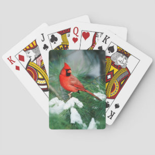 Nördlicher Kardinal auf Baum, IL Spielkarten