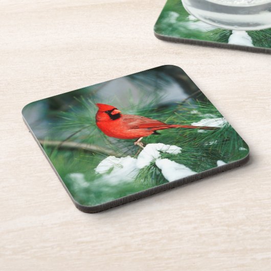 Nördlicher Kardinal auf Baum, IL Untersetzer (Linke Seite)