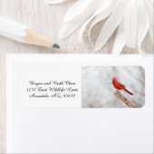 Nördlicher Kardinal auf Zweig (Insitu)