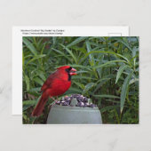 Nördlicher Kardinal bewacht sein Abendessen Postkarte (Vorne/Hinten)