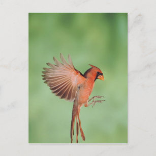 Nördlicher Kardinal, Cardinalis cardinalis, Mann 2 Postkarte