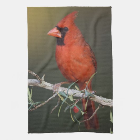 Nördlicher Kardinal, Cardinalis cardinalis, männli Handtuch (Vertikal)