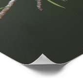 Nördlicher Kardinal, Cardinalis cardinalis, männli Poster (Ecke)