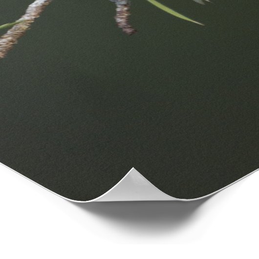 Nördlicher Kardinal, Cardinalis cardinalis, männli Poster (Ecke)