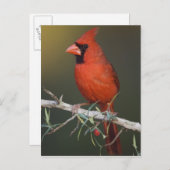 Nördlicher Kardinal, Cardinalis cardinalis, männli Postkarte (Vorne/Hinten)