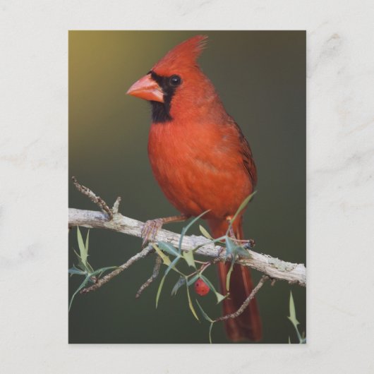 Nördlicher Kardinal, Cardinalis cardinalis, männli Postkarte (Vorderseite)