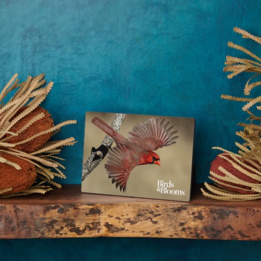 Nördlicher Kardinal Fotoplatte (Seite)