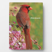 Nördlicher Kardinal Fotoplatte (Vorderseite)