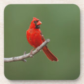 Nördlicher Kardinal Getränkeuntersetzer (Vorderseite)