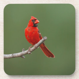 Nördlicher Kardinal Getränkeuntersetzer