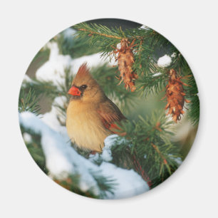 Nördlicher Kardinal im Baum, Illinois Magnet