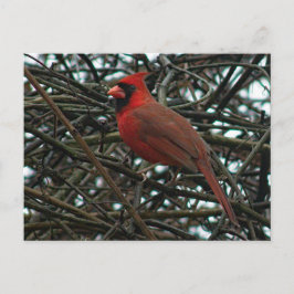 Nördlicher Kardinal im Weinbau Postkarte
