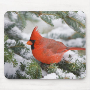 Nördlicher Kardinal in Balsam Tannenbaum im Winter Mousepad
