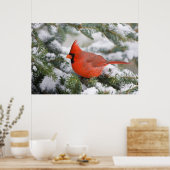 Nördlicher Kardinal in Balsam Tannenbaum im Winter Poster (Küche)