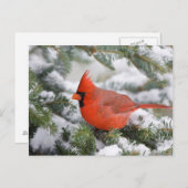 Nördlicher Kardinal in Balsam Tannenbaum im Winter Postkarte (Vorne/Hinten)