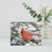 Nördlicher Kardinal in Balsam Tannenbaum im Winter Postkarte (Stehend Vorderseite)