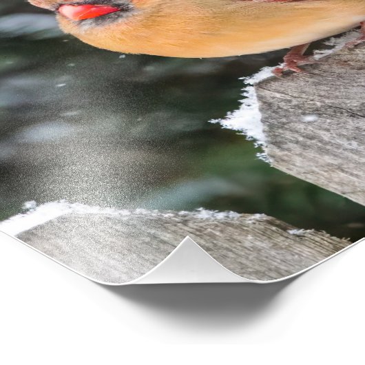 Nördlicher Kardinal in der Schneenaturfotografie Fotodruck (Ecke)