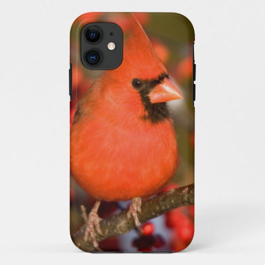 Nördlicher Kardinal in der Winterberge Case-Mate iPhone Hülle (Rückseite)